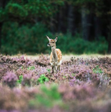 Genç kırmızı geyik doe 