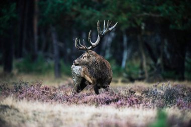 Büyük boynuzlu geyik Kızıl geyik