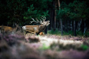Kızıl geyik geyik kükreyen 
