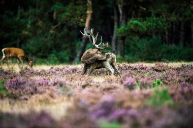 Kızıl geyik yalıyor uyluk 