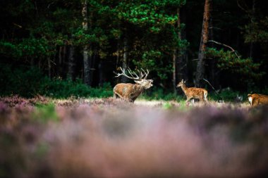 Kızıl geyik çiftleşme sezonunda kükreyen