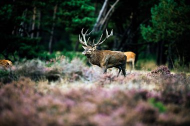 Kızıl geyik yürüyor 