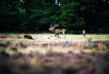 Kızıl geyik kükreyen 