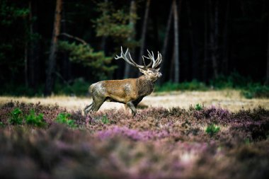 Kızıl geyik yürüyor