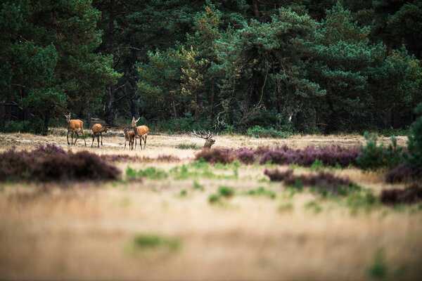 Herd of red deer near forest