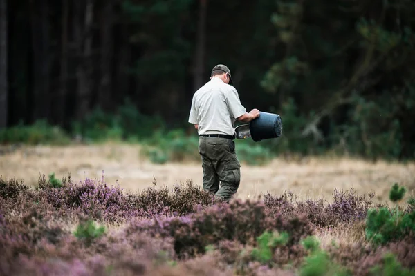 Forester sprida mat för kronhjort — Stockfoto