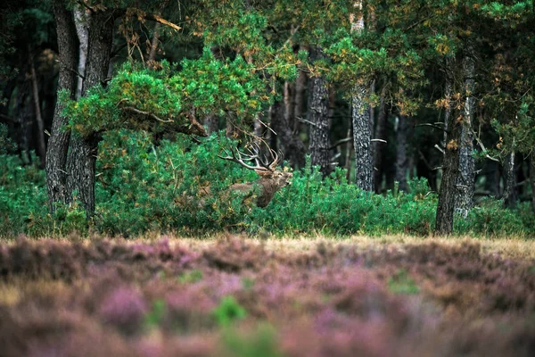 Cerf rouge rugissant — Photo