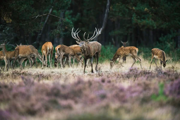 Cerf rouge cerf avec troupeau de biches — Photo