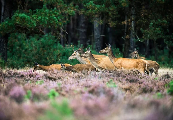 Manada de alerta de cervos vermelhos — Fotografia de Stock