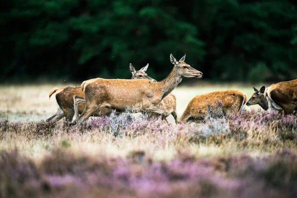 Stado red deer hinds — Zdjęcie stockowe
