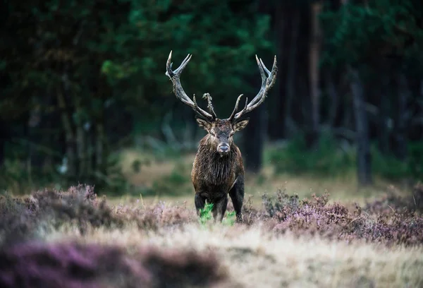 Cerf rouge cerf avec gros bois — Photo