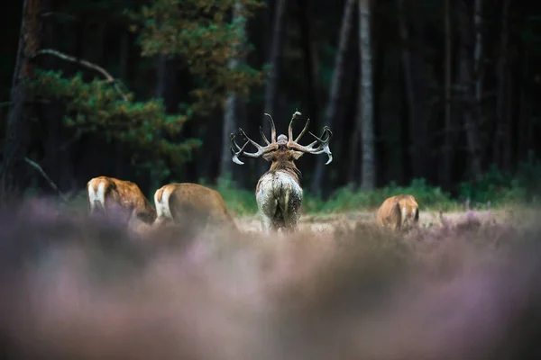 Cervo vermelho rugindo veado — Fotografia de Stock