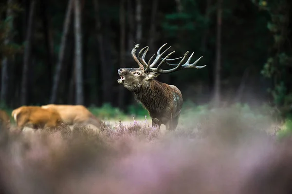 Brüllender Rothirsch — Stockfoto