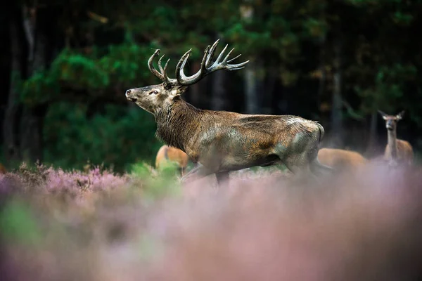 Roaring red deer stag — Stock Photo, Image