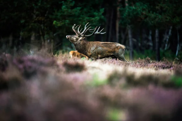 Roaring red deer stag — Stock Photo, Image