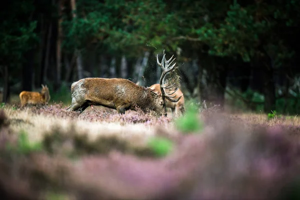 Red deer stag gungade med horn — Stockfoto