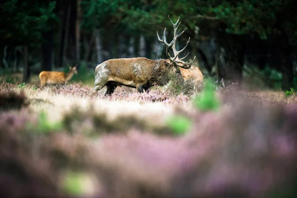 Kızıl geyik geyik boynuzları ile savurma — Stok fotoğraf