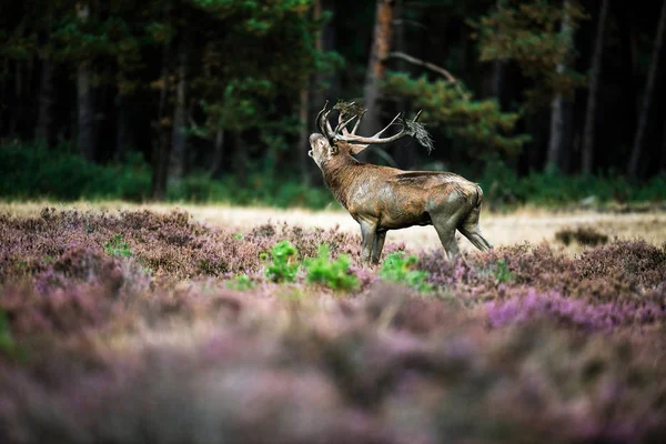 Üvöltő red deer — Stock Fotó