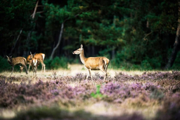 Alerta ciervo rojo doe — Foto de Stock