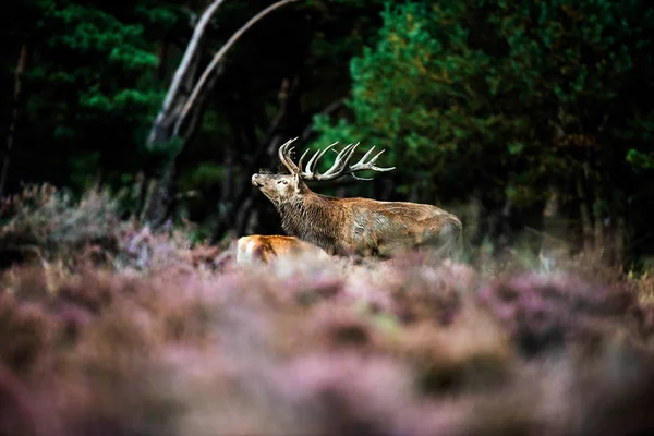 Cerf roux rugissant pendant la saison des amours — Photo