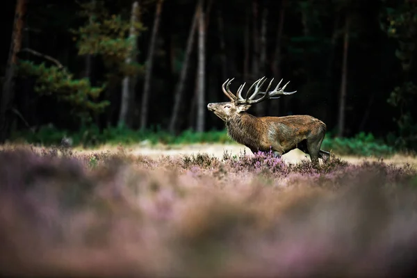 Cerf rouge rugissant — Photo