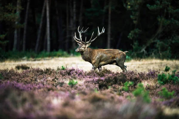 Cerf rouge cerf marche — Photo