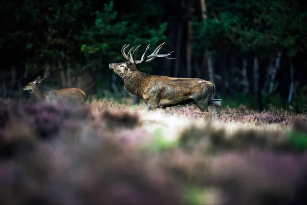 Cervo rosso ruggente — Foto Stock