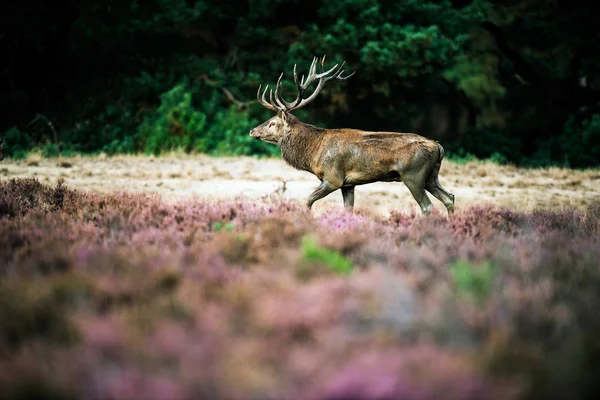 Červený jelen kráčí — Stock fotografie
