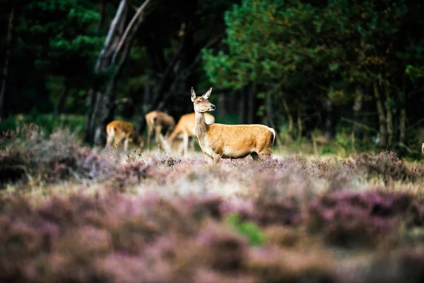 Alerta corça vermelha — Fotografia de Stock