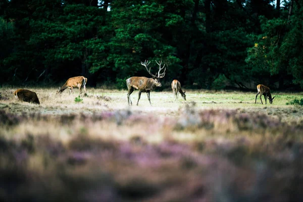 Cerf rouge marchant entre les biches — Photo