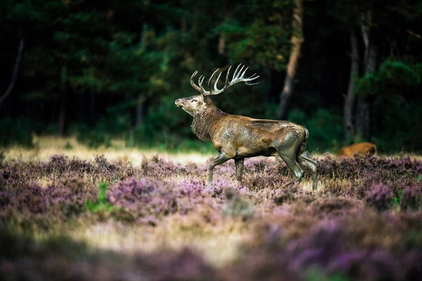 Red deer stag walking — Stock Photo, Image