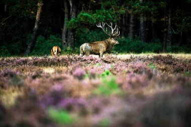 Kızıl geyik yürüyor 
