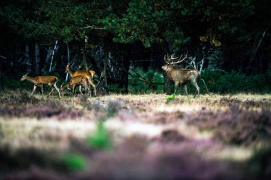 Kızıl geyik geyik hinds doğru 
