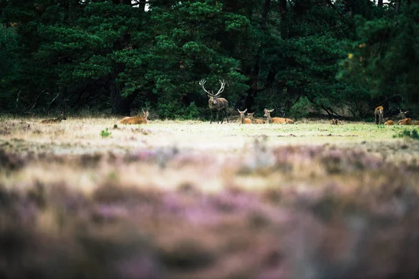 Kızıl geyik geyik hinds arasında — Stok fotoğraf