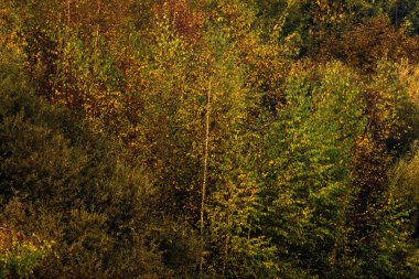 Orman sonbahar yaprakları