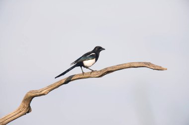 Avrasya magpie dalda tıraşlama