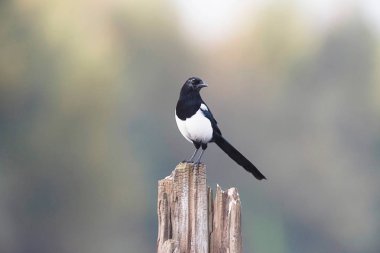 Avrasya magpie kuru ağaç üzerinde