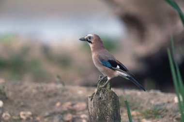 Bayağı alakarga tahtaya tıraşlama