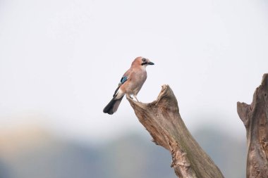 Bayağı alakarga tahtaya tıraşlama