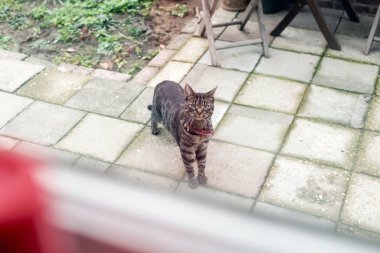 Bahçede sevimli tekir kedi 