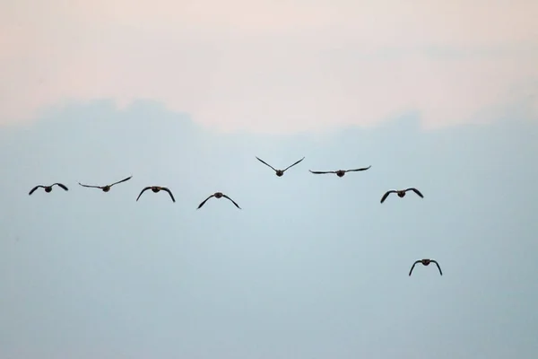 Gruppe von Graugänsen fliegt — Stockfoto