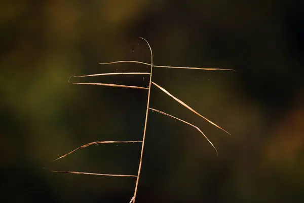 Lâmina de grama no outono — Fotografia de Stock