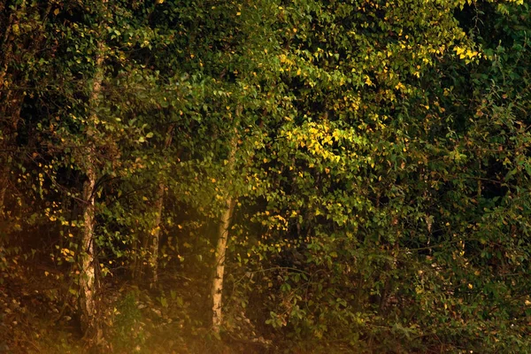 Folhagem de outono na floresta — Fotografia de Stock