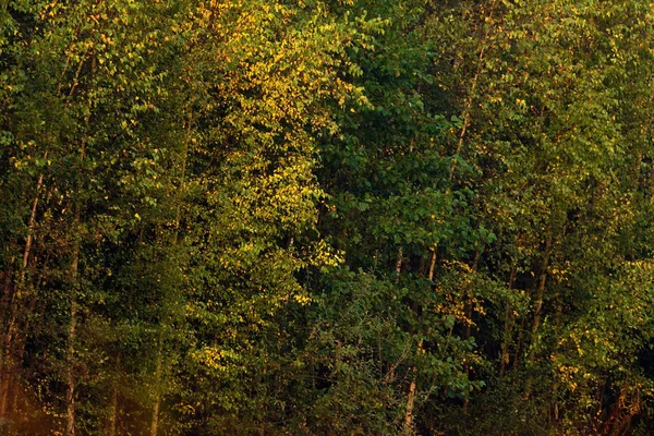 秋叶在森林里 — 图库照片