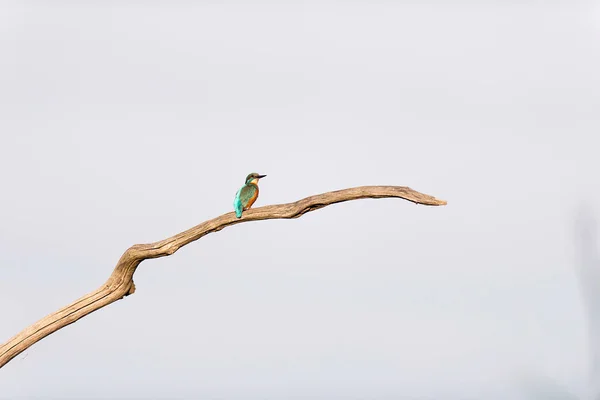 Обыкновенный зимородок на сухой ветке — стоковое фото