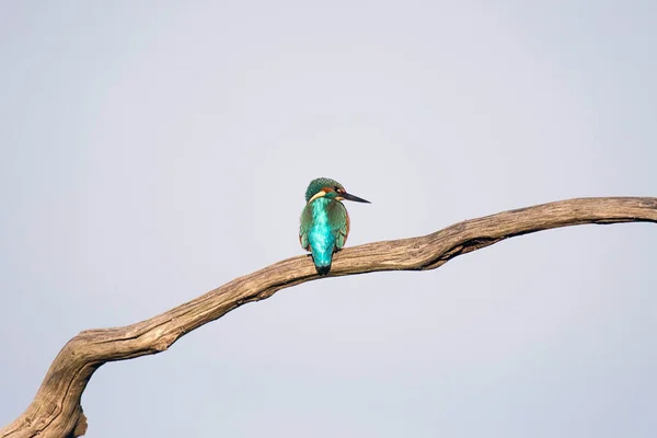 Common kingfisher on dry branch — Stock Photo, Image