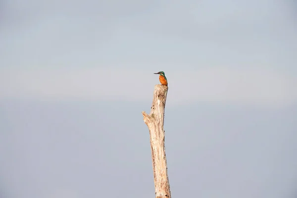 Common kingfisher on dry branch — Stock Photo, Image