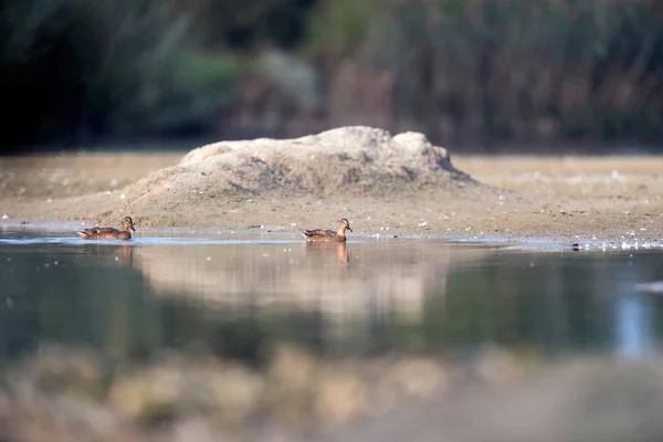 Mallards nadando en el lago — Foto de Stock