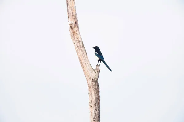 枝に止まったユーラシア カササギ — ストック写真