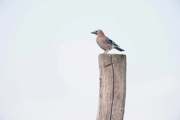 Eurasiático jay poleiro em madeira — Fotografia de Stock